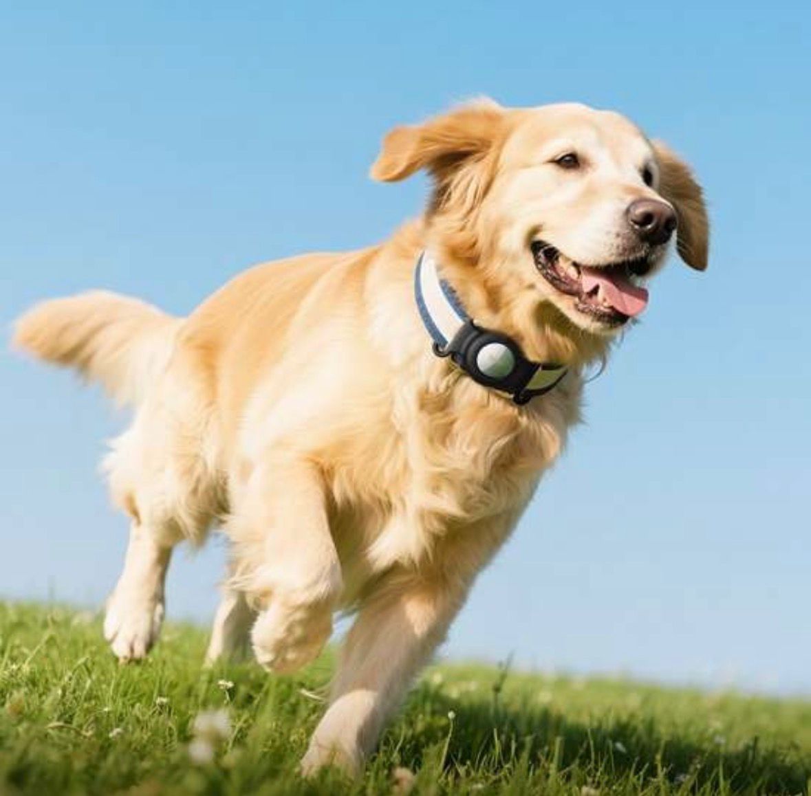 Rastreador Inteligente para Mascotas Compatible con Apple Find My | Perros y Gatos